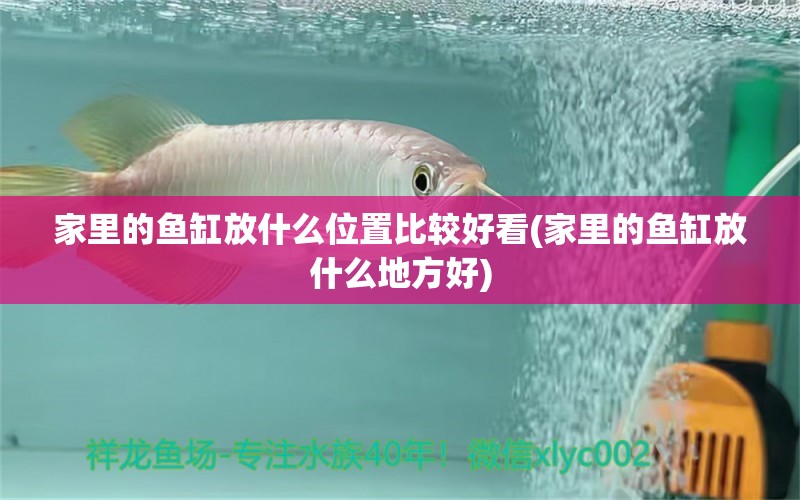 家里的魚(yú)缸放什么位置比較好看(家里的魚(yú)缸放什么地方好) 錦鯉魚(yú)百科 第1張