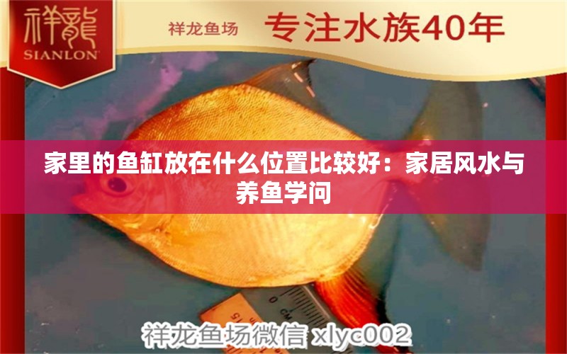 家里的魚缸放在什么位置比較好：家居風水與養(yǎng)魚學問 魚缸風水 第2張