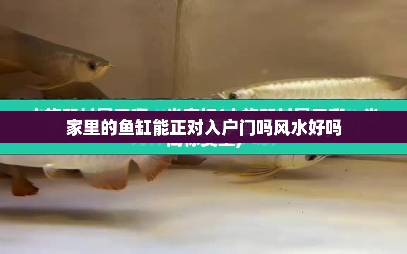 家里的魚缸能正對(duì)入戶門嗎風(fēng)水好嗎 水族問答 第1張