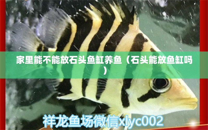 家里能不能放石頭魚缸養(yǎng)魚（石頭能放魚缸嗎） 廣州觀賞魚批發(fā)市場