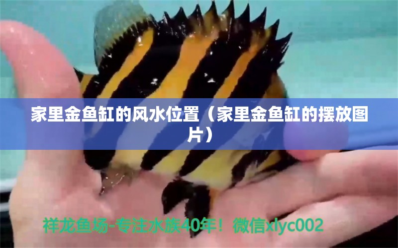 家里金魚缸的風(fēng)水位置（家里金魚缸的擺放圖片） 魚缸風(fēng)水