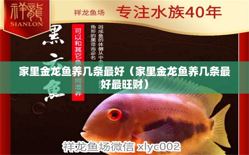 家里金龍魚養(yǎng)幾條最好（家里金龍魚養(yǎng)幾條最好最旺財） 祥龍水族醫(yī)院