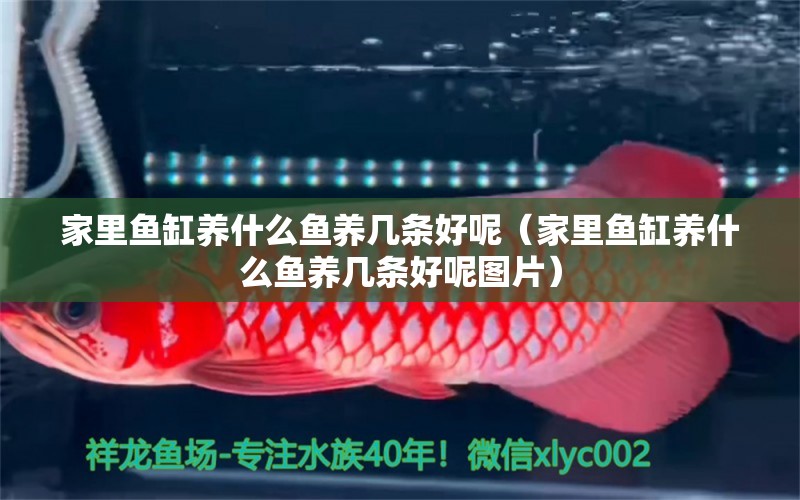 家里魚缸養(yǎng)什么魚養(yǎng)幾條好呢（家里魚缸養(yǎng)什么魚養(yǎng)幾條好呢圖片）