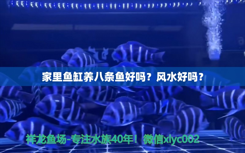 家里魚缸養(yǎng)八條魚好嗎？風(fēng)水好嗎？ 魚缸風(fēng)水