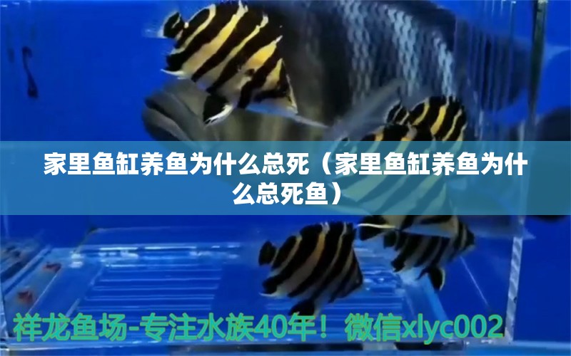 家里魚(yú)缸養(yǎng)魚(yú)為什么總死（家里魚(yú)缸養(yǎng)魚(yú)為什么總死魚(yú)）