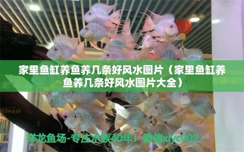 家里魚缸養(yǎng)魚養(yǎng)幾條好風(fēng)水圖片（家里魚缸養(yǎng)魚養(yǎng)幾條好風(fēng)水圖片大全）