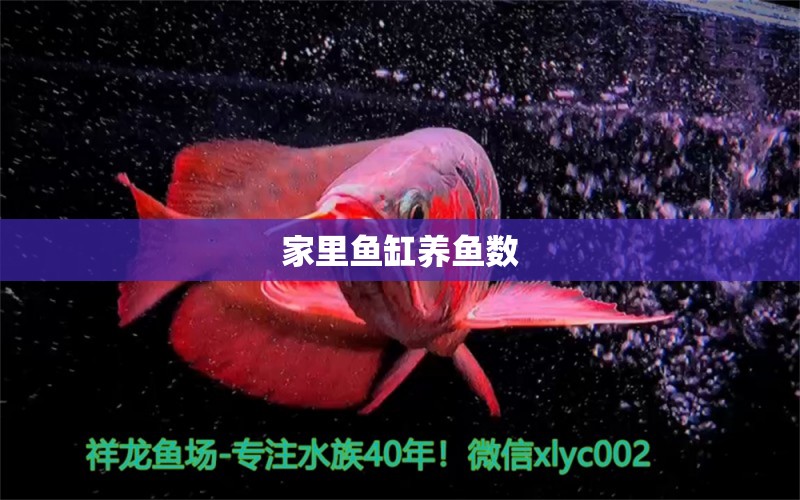 家里魚缸養(yǎng)魚數(shù) 祥龍魚場