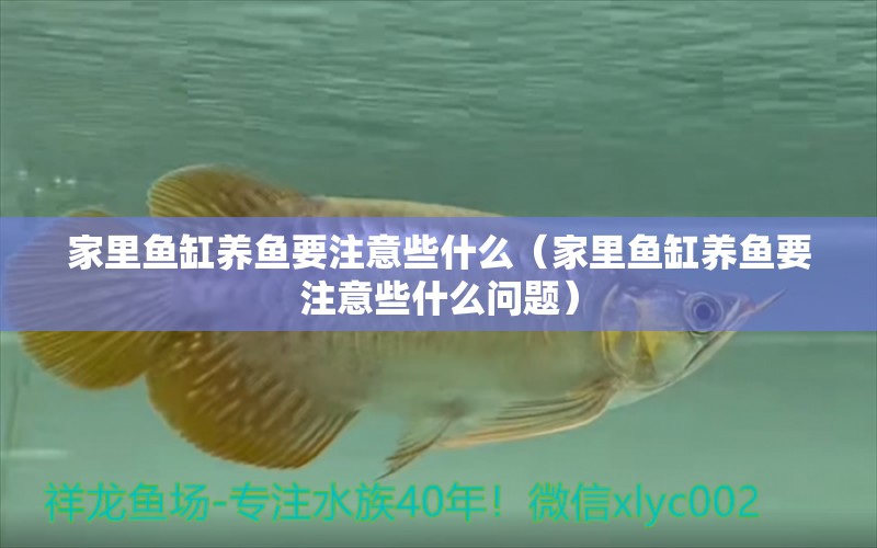 家里魚缸養(yǎng)魚要注意些什么（家里魚缸養(yǎng)魚要注意些什么問題）