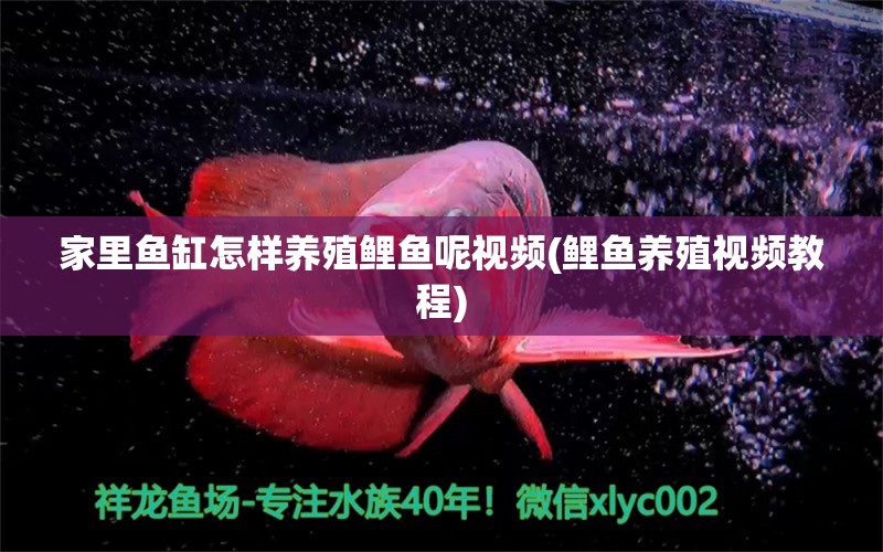 家里魚缸怎樣養(yǎng)殖鯉魚呢視頻(鯉魚養(yǎng)殖視頻教程)