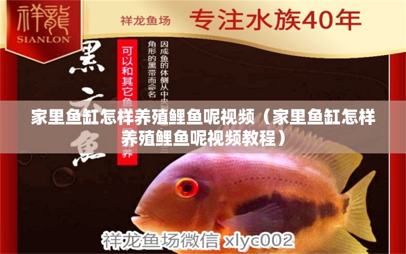 家里魚缸怎樣養(yǎng)殖鯉魚呢視頻（家里魚缸怎樣養(yǎng)殖鯉魚呢視頻教程）