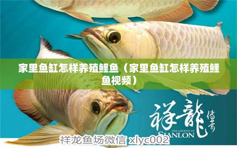 家里魚缸怎樣養(yǎng)殖鯉魚（家里魚缸怎樣養(yǎng)殖鯉魚視頻）