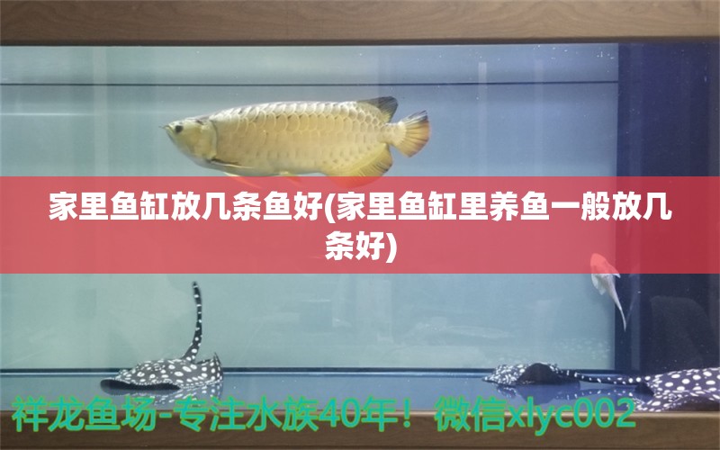 家里魚缸放幾條魚好(家里魚缸里養(yǎng)魚一般放幾條好) 招財(cái)戰(zhàn)船魚