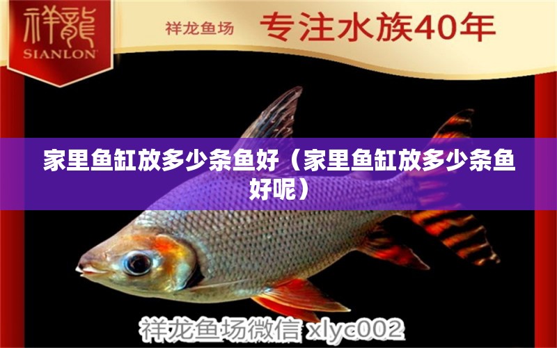 家里魚缸放多少條魚好（家里魚缸放多少條魚好呢）