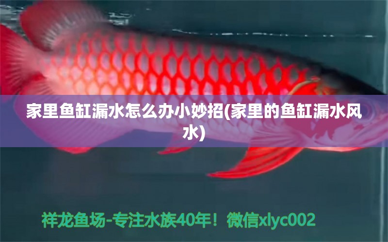 家里魚(yú)缸漏水怎么辦小妙招(家里的魚(yú)缸漏水風(fēng)水) 魚(yú)缸風(fēng)水 第1張