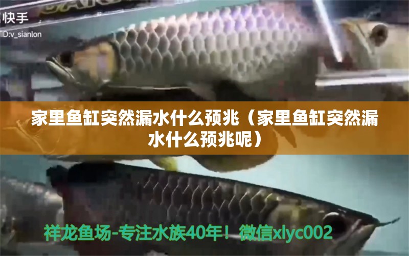 家里魚(yú)缸突然漏水什么預(yù)兆（家里魚(yú)缸突然漏水什么預(yù)兆呢） 超血紅龍魚(yú)