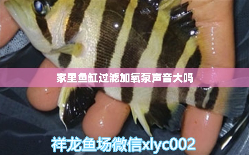 家里魚缸過濾加氧泵聲音大嗎