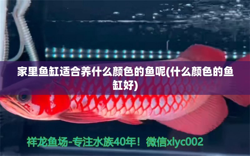 家里魚缸適合養(yǎng)什么顏色的魚呢(什么顏色的魚缸好) 泰龐海蓮魚