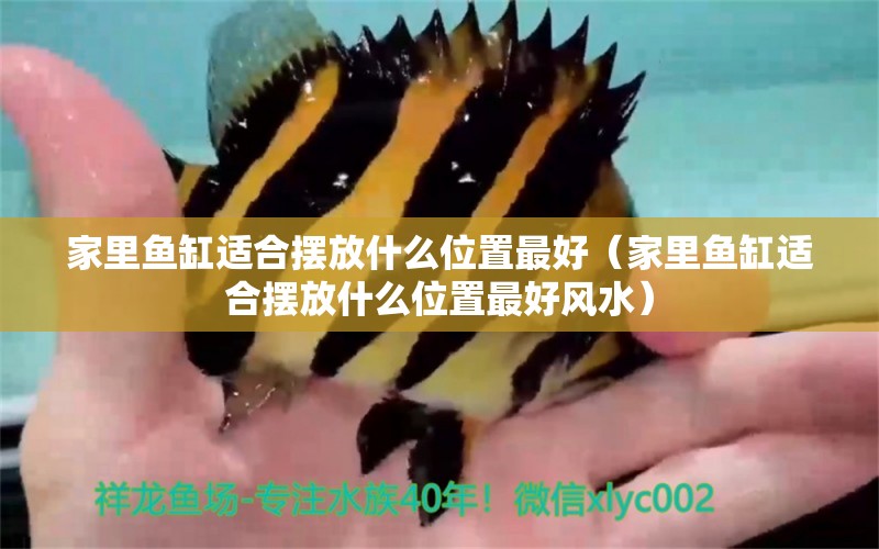 家里魚(yú)缸適合擺放什么位置最好（家里魚(yú)缸適合擺放什么位置最好風(fēng)水） 魚(yú)缸風(fēng)水