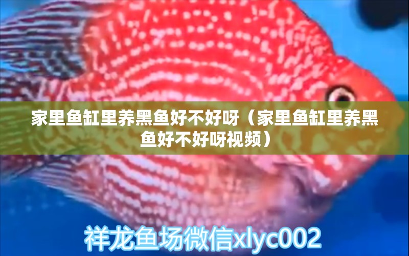 家里魚(yú)缸里養(yǎng)黑魚(yú)好不好呀（家里魚(yú)缸里養(yǎng)黑魚(yú)好不好呀視頻） 觀賞魚(yú)市場(chǎng)（混養(yǎng)魚(yú)）