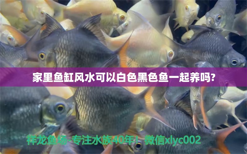 家里魚缸風(fēng)水可以白色黑色魚一起養(yǎng)嗎?