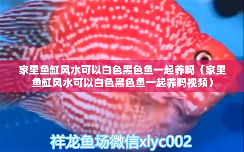 家里魚缸風(fēng)水可以白色黑色魚一起養(yǎng)嗎（家里魚缸風(fēng)水可以白色黑色魚一起養(yǎng)嗎視頻）