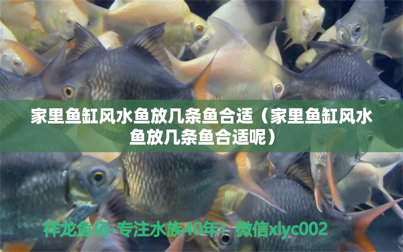 家里魚缸風(fēng)水魚放幾條魚合適（家里魚缸風(fēng)水魚放幾條魚合適呢）