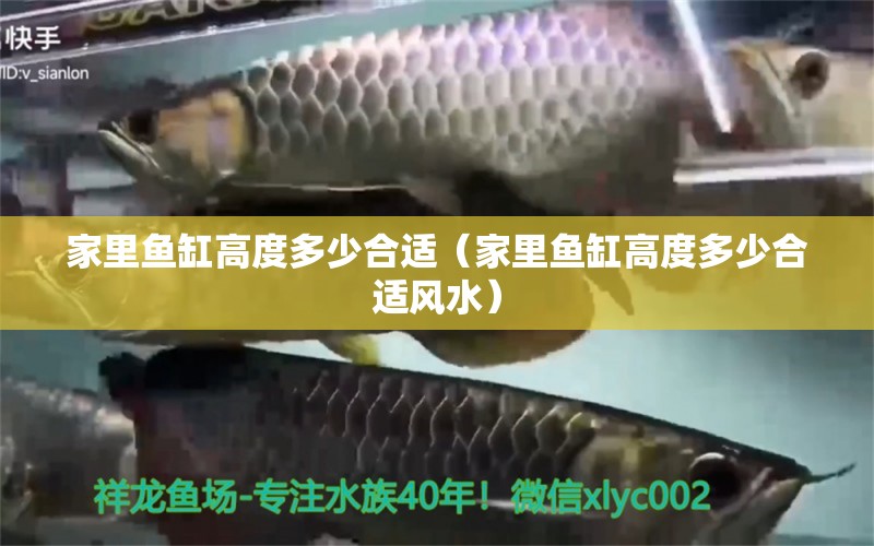 家里魚缸高度多少合適（家里魚缸高度多少合適風(fēng)水）