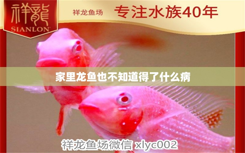 家里龍魚也不知道得了什么病 龍魚疾病與治療