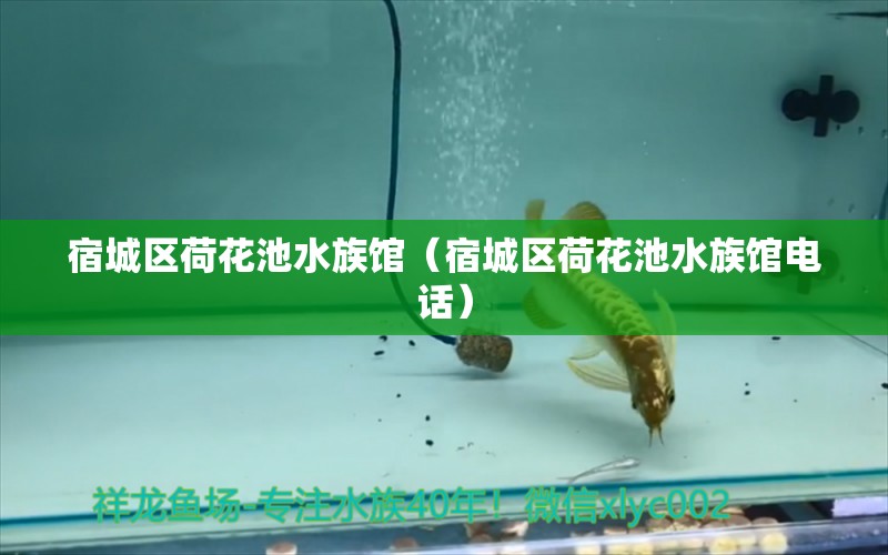 宿城區(qū)荷花池水族館（宿城區(qū)荷花池水族館電話） 全國水族館企業(yè)名錄