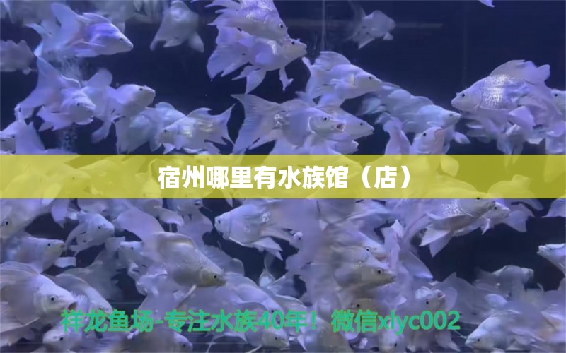 宿州哪里有水族館（店） 觀賞魚水族批發(fā)市場