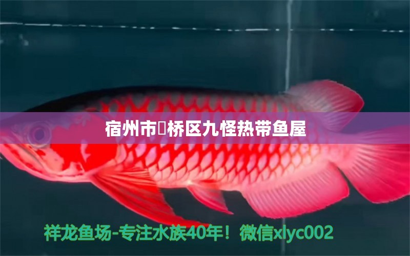 宿州市埇橋區(qū)九怪熱帶魚(yú)屋 全國(guó)水族館企業(yè)名錄