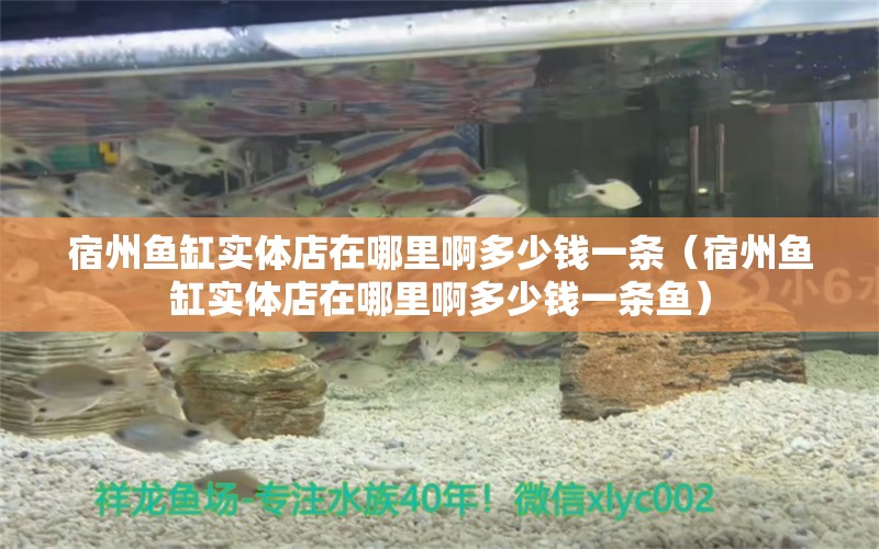 宿州魚(yú)缸實(shí)體店在哪里啊多少錢(qián)一條（宿州魚(yú)缸實(shí)體店在哪里啊多少錢(qián)一條魚(yú)） 元寶鳳凰魚(yú)專(zhuān)用魚(yú)糧