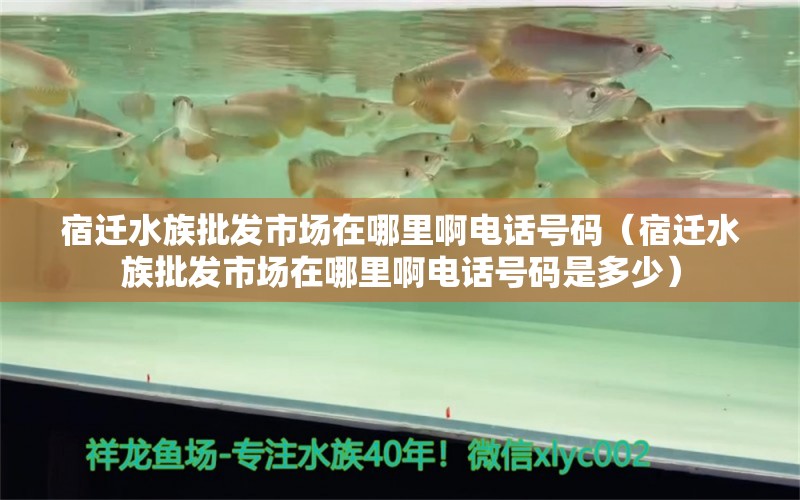 宿遷水族批發(fā)市場(chǎng)在哪里啊電話號(hào)碼（宿遷水族批發(fā)市場(chǎng)在哪里啊電話號(hào)碼是多少） 觀賞魚(yú)水族批發(fā)市場(chǎng)