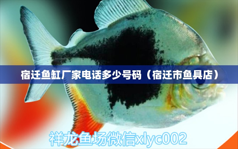 宿遷魚缸廠家電話多少號(hào)碼（宿遷市魚具店） 觀賞魚批發(fā)