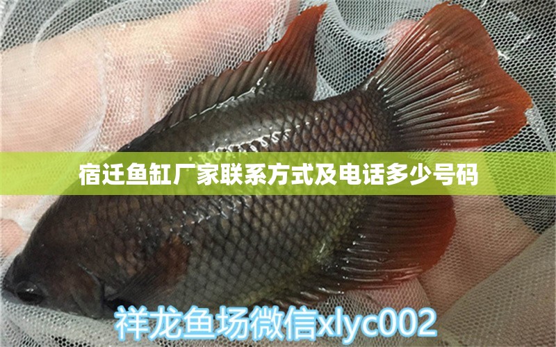 宿遷魚(yú)缸廠家聯(lián)系方式及電話多少號(hào)碼 祥龍魚(yú)場(chǎng)