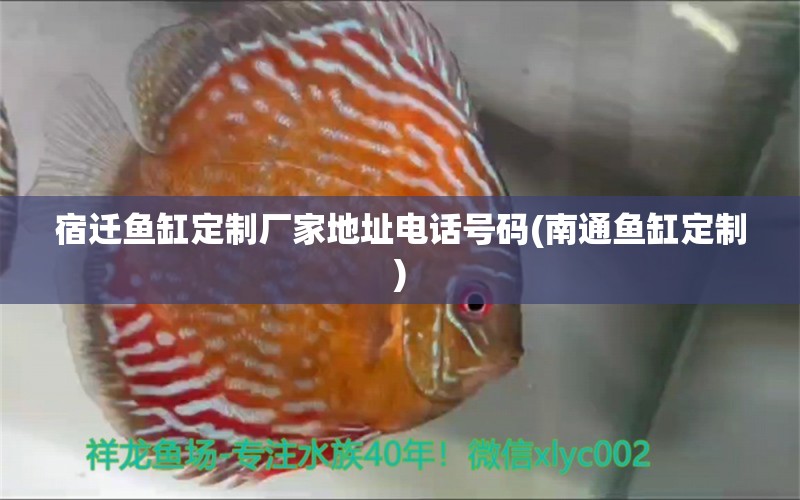 宿遷魚缸定制廠家地址電話號碼(南通魚缸定制) 祥龍進(jìn)口元寶鳳凰魚