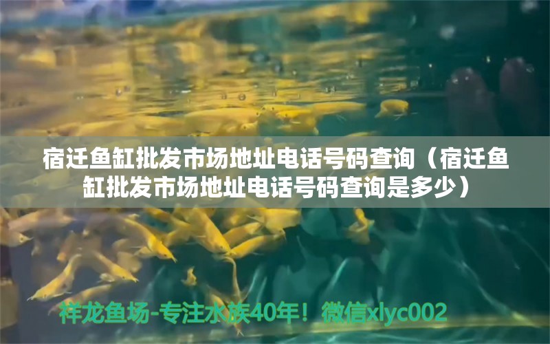 宿遷魚缸批發(fā)市場地址電話號碼查詢（宿遷魚缸批發(fā)市場地址電話號碼查詢是多少）