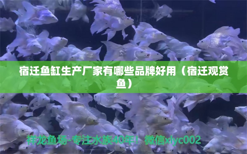 宿遷魚(yú)缸生產(chǎn)廠家有哪些品牌好用（宿遷觀賞魚(yú)） 照明器材