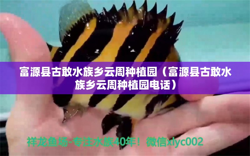 富源縣古敢水族鄉(xiāng)云周種植園（富源縣古敢水族鄉(xiāng)云周種植園電話）