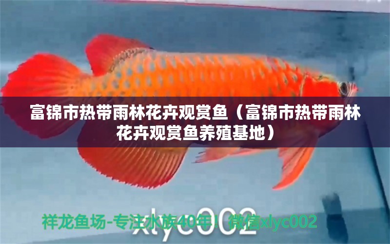 富錦市熱帶雨林花卉觀賞魚（富錦市熱帶雨林花卉觀賞魚養(yǎng)殖基地）