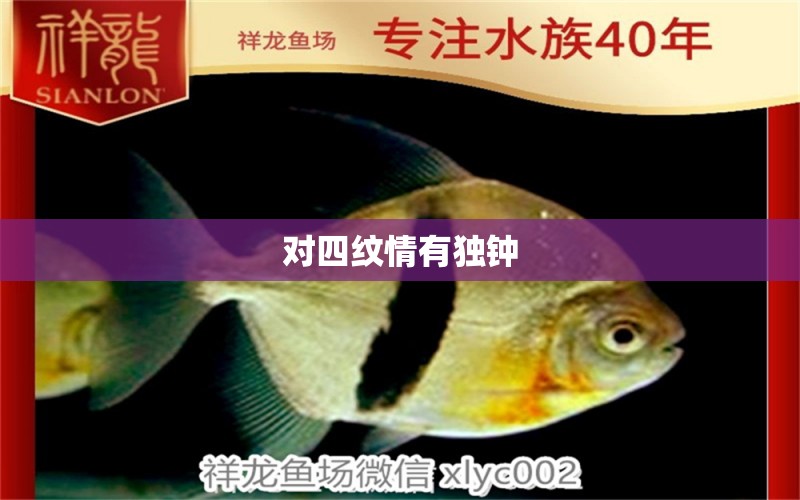 對四紋情有獨鐘 三間鼠魚