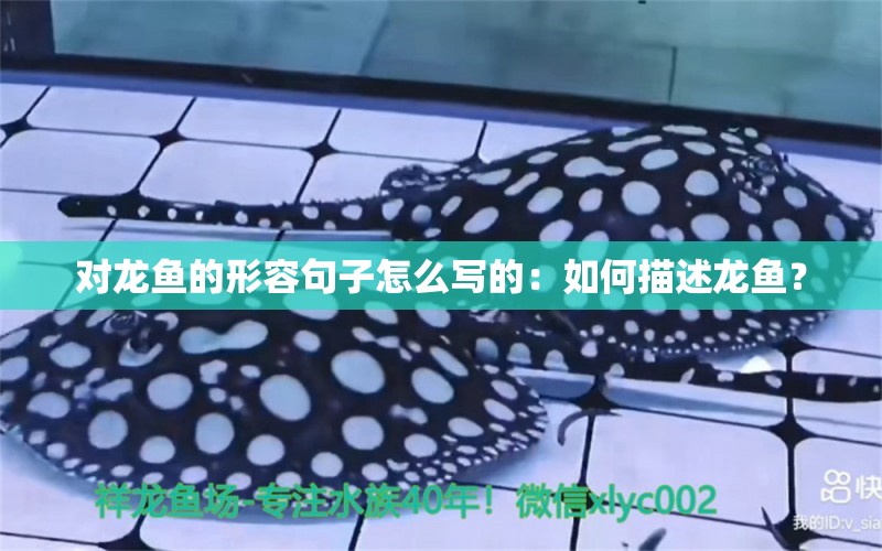 對龍魚的形容句子怎么寫的：如何描述龍魚？ 水族問答 第2張