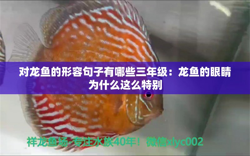 對龍魚的形容句子有哪些三年級：龍魚的眼睛為什么這么特別 水族問答 第1張