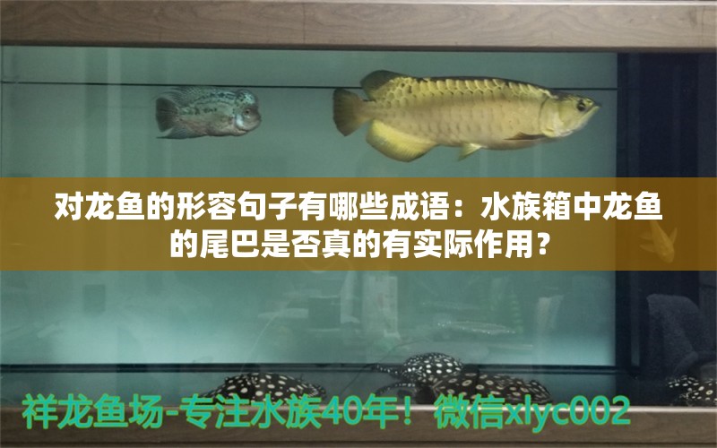 對(duì)龍魚的形容句子有哪些成語(yǔ)：水族箱中龍魚的尾巴是否真的有實(shí)際作用？ 水族問(wèn)答 第1張