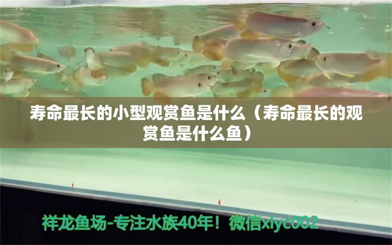 壽命最長的小型觀賞魚是什么（壽命最長的觀賞魚是什么魚） 小型觀賞魚