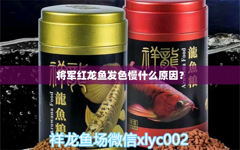 將軍紅龍魚發(fā)色慢什么原因？ 黑桃A魚