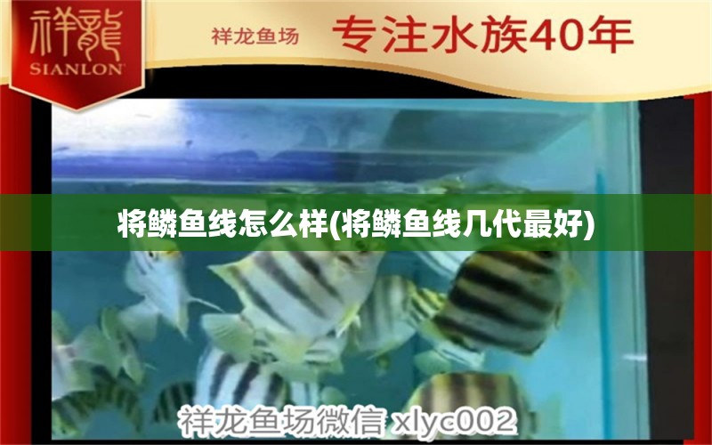 將鱗魚線怎么樣(將鱗魚線幾代最好) 垂釣樂園