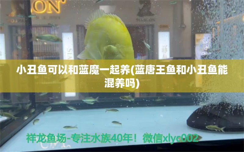 小丑魚可以和藍魔一起養(yǎng)(藍唐王魚和小丑魚能混養(yǎng)嗎) 海水魚