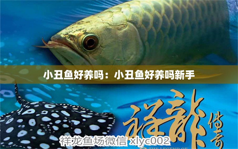 小丑魚好養(yǎng)嗎：小丑魚好養(yǎng)嗎新手