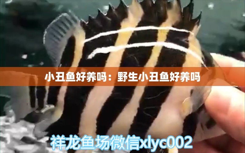 小丑魚(yú)好養(yǎng)嗎：野生小丑魚(yú)好養(yǎng)嗎 海水魚(yú)